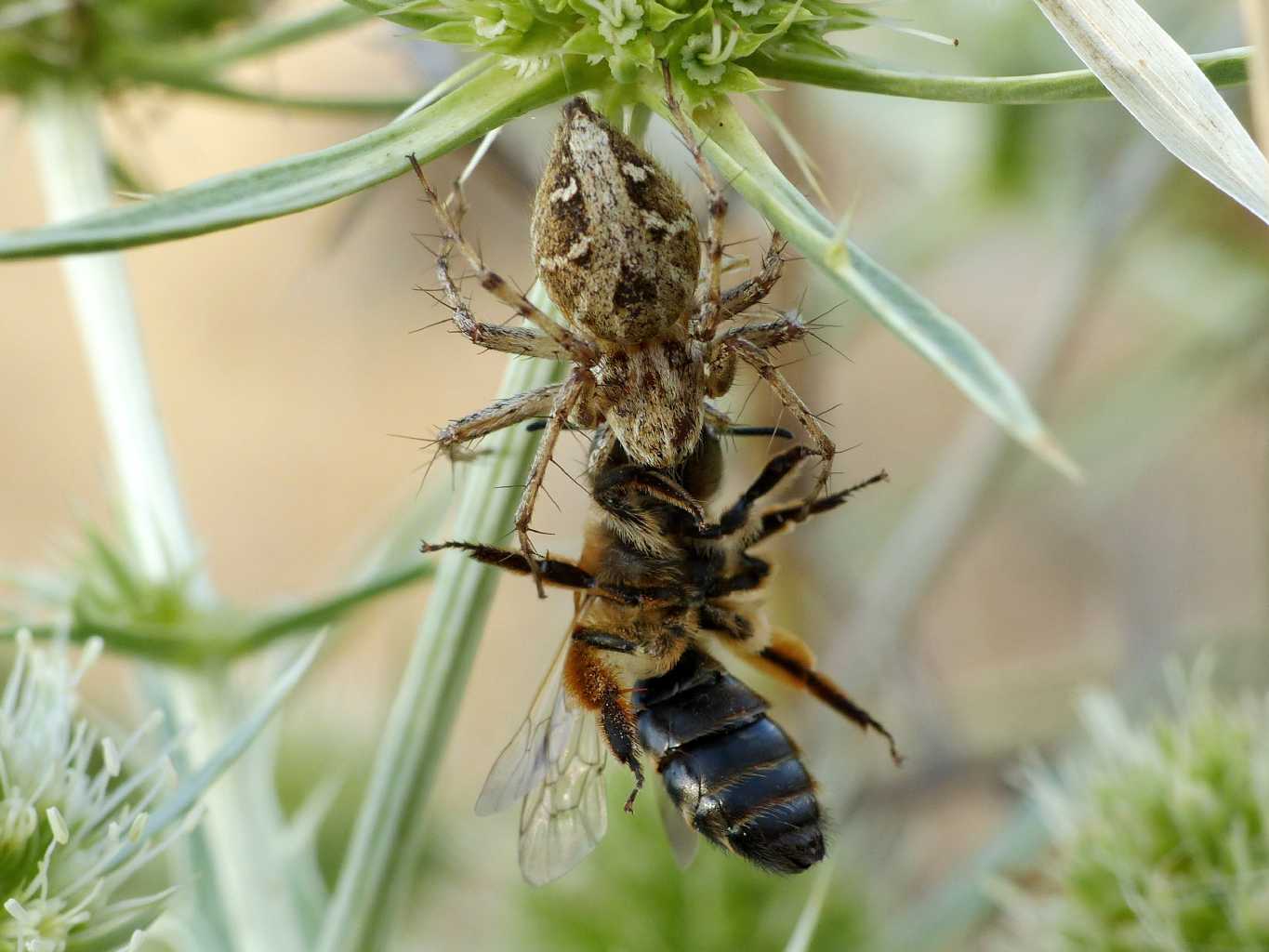 Oxyopes hererophtalmus con apidae - S. Teresa G. (OT)